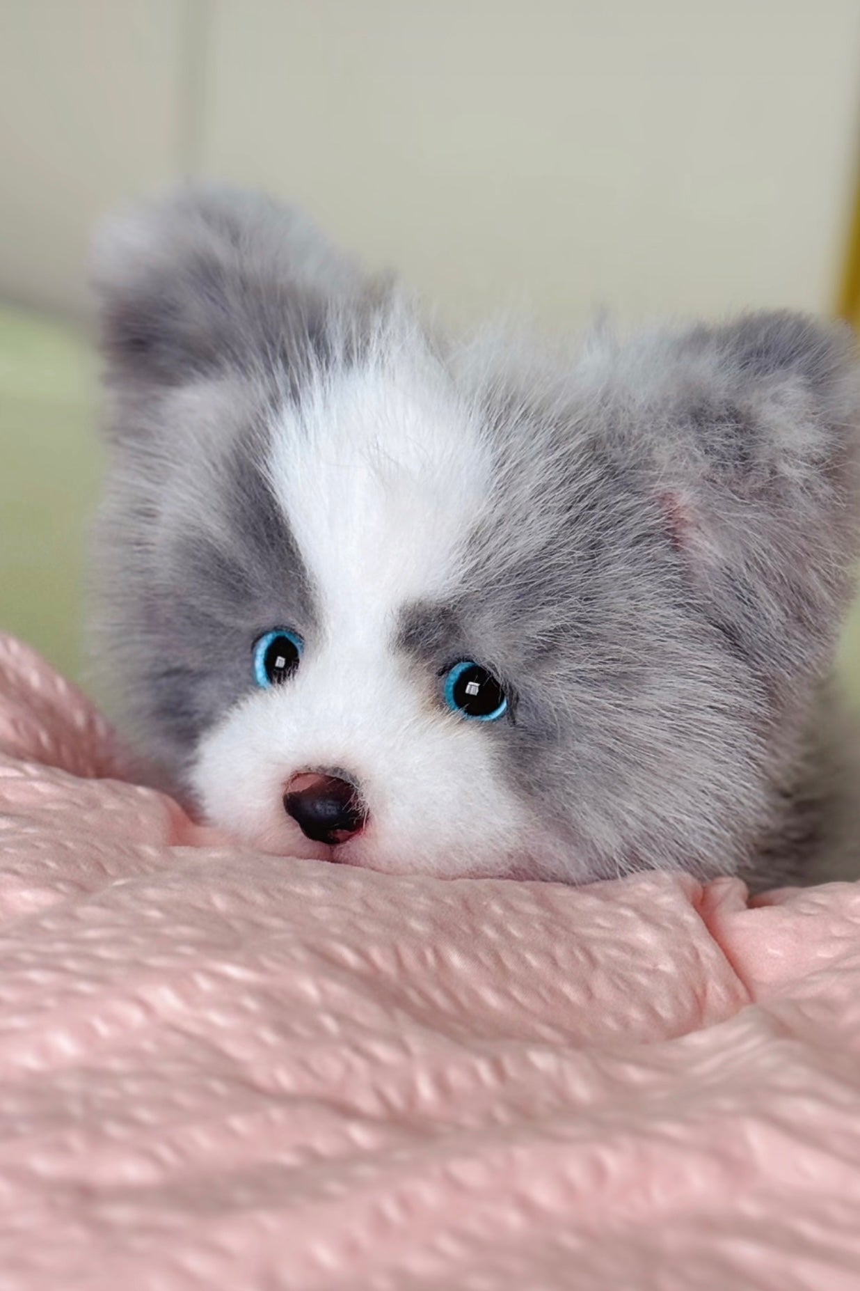 Understanding Premium Pet Products: A Professional Guide for Modern Pet Owners