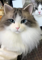 [Wool felt] Portrait